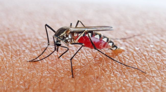 Sivrisineklerden Kurtulmak İçin Bunları Mutlaka Yapın!