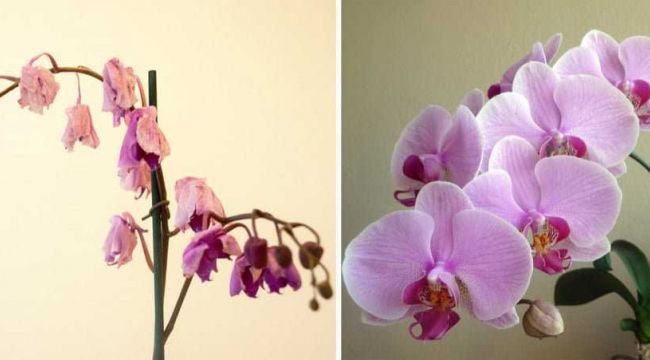 Solmuş Orkideyi 1 Malzemeyle Yeniden Canlandırın